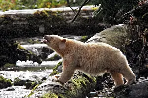 Spirit: Kermode Bear / Spirit Bear - fishing for Sockeye salmon