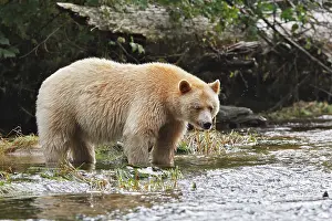 Spirit: Kermode Bear / Spirit Bear - fishing for Sockeye salmon