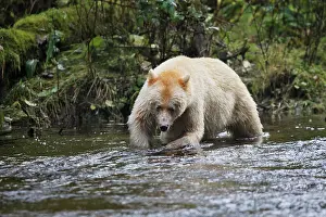 Spirit: Kermode Bear / Spirit Bear - fishing for Sockeye salmon
