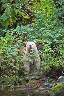 Spirit: Kermode Bear / Spirit Bear - fishing for Sockeye salmon