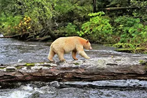 Spirit: Kermode Bear / Spirit Bear - hunting for Salmon