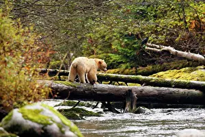 Spirit: Kermode Bear / Spirit Bear - hunting for Sockeye Salmon