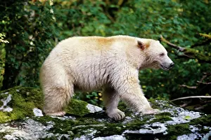 Kermode: Kermode Black Bear