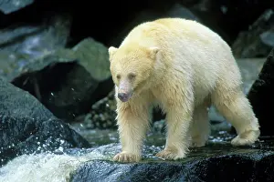 Kermode: Kermode Black Bear - along coastal British Columbia