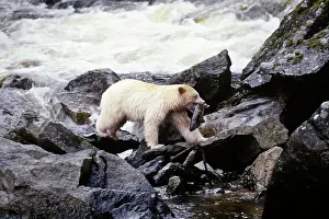 Salmons: Kermode Black Bear - With Salmon fish in mouth