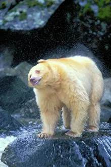 Spirit: Kermode Black Bear / Spirit Bear shaking off water