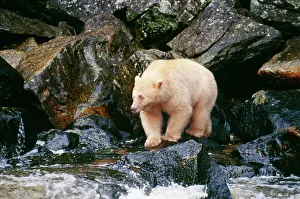Spirit: Kermode Black / Ghost / Spirit BEAR