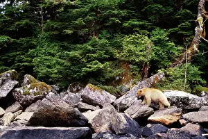 Spirit: Kermode Black / Ghost / Spirit BEAR