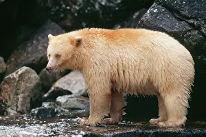 Spirit: Kermode Black / Ghost / Spirit BEAR - side on