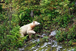 Spirit: Kermode / Spirit Bear