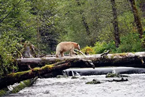 Spirit: Kermode / Spirit Bear