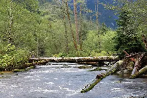 Spirit: Kermode / Spirit Bear & Black Bear habitat - river