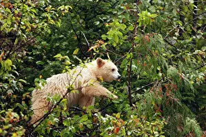 Spirit: Kermode / Spirit Bear - eating fruits of Pacific