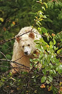 Spirit: Kermode / Spirit Bear - eating fruits of Pacific