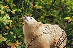 Spirit: Kermode / Spirit Bear - eating fruits of Pacific