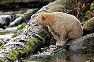 Spirit: Kermode / Spirit Bear - eating Sockeye Salmon