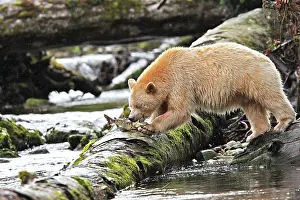 Spirit: Kermode / Spirit Bear - eating Sockeye Salmon