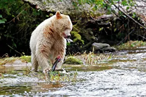 Spirit: Kermode / Spirit Bear - eating Sockeye Salmon