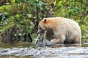Spirit: Kermode / Spirit Bear - eating Sockeye Salmon