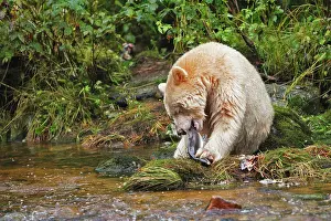 Spirit: Kermode / Spirit Bear - eating Sockeye Salmon