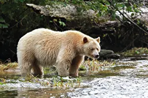 Spirit: Kermode / Spirit Bear - fishing for Sockeye Salmon