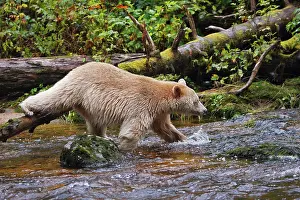 Spirit: Kermode / Spirit Bear - hunting for Salmon