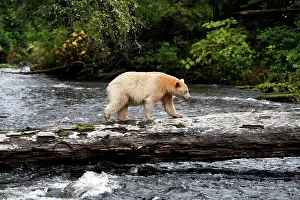 Spirit: Kermode / Spirit Bear - hunting for Sockeye Salmon