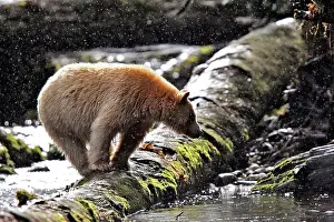 Spirit: Kermode / Spirit Bear - hunting for Sockeye Salmon