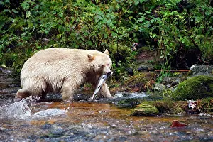 Spirit: Kermode / Spirit Bear - hunting for Sockeye Salmon