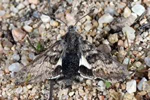 Sphingid: Kern Primrose Sphinx Moth
