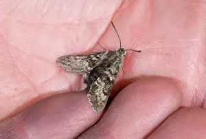 Sphingid: Kern Primrose Sphinx Moth