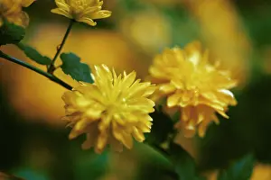 Japonica: Kerria
