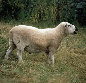 Kerry: Kerry Hill Ram