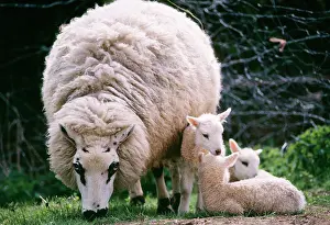 Kerry: Kerry Hill Sheep - Ewe with young