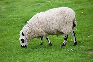Kerry: Kerry Hill sheep grazing
