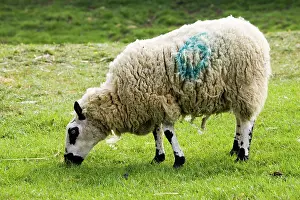 Kerry: Kerry Hill sheep grazing Cotswold Farm Park