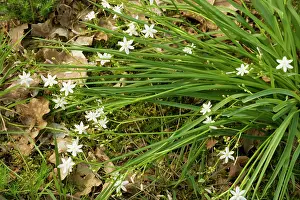 Planifolia: Kerry Lily - Very rare plant in UK and Eire