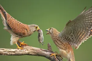 Passing: Kestral - male passing food to female