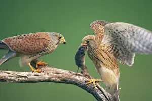 Passing: Kestral - male passing food to female