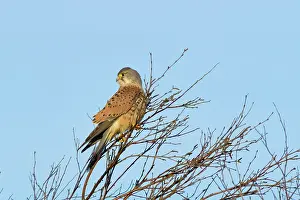 Kestrel: Kestrel