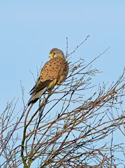 Kestrel: Kestrel