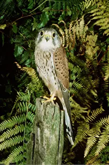Posts: Kestrel / Common Kestrel - Adult male on fence post