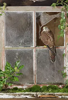 Window: Kestrel / Common Kestrel - in barn window