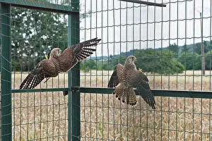 Traps: Kestrel / Common Kestrel - two caught in trap for crows