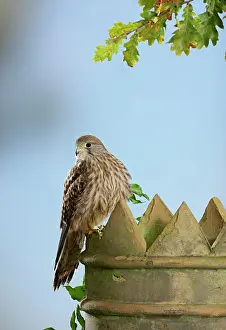 Kestrel: Kestrel / Common Kestrel - on chimney pot