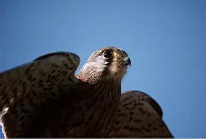 Kestrels: Kestrel / Common Kestrel - close-up of head