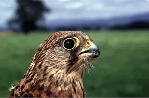 R T Smith: Kestrel / Common Kestrel - close-up of head