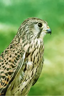 Kestrels: Kestrel / Common Kestrel - close-up of head, portrait