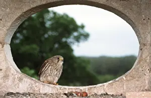 Holes: Kestrel / Common Kestrel - in concrete oval, by