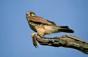 Preyed: Kestrel / Common Kestrel - female perching with